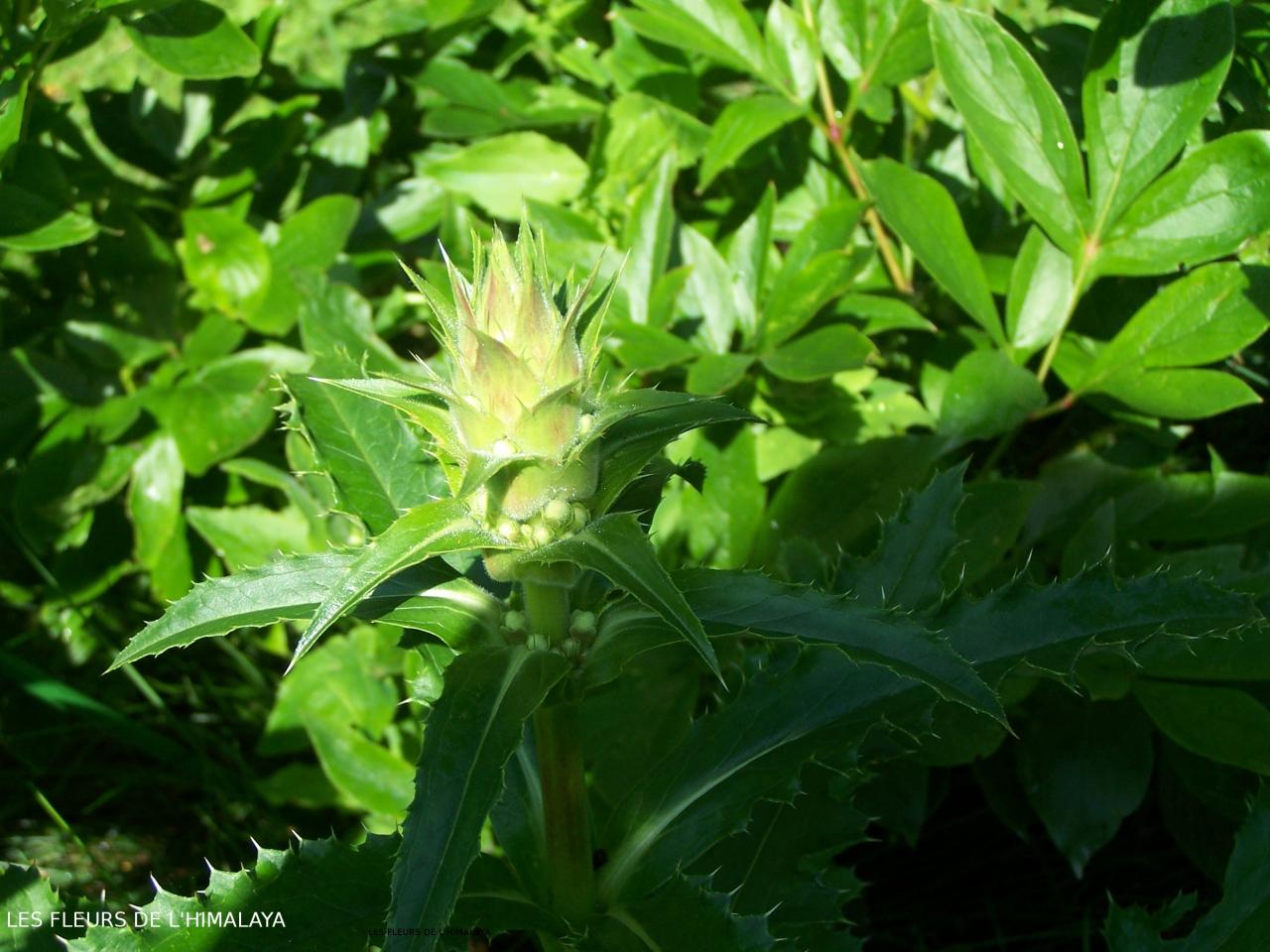 MORINA longifolia