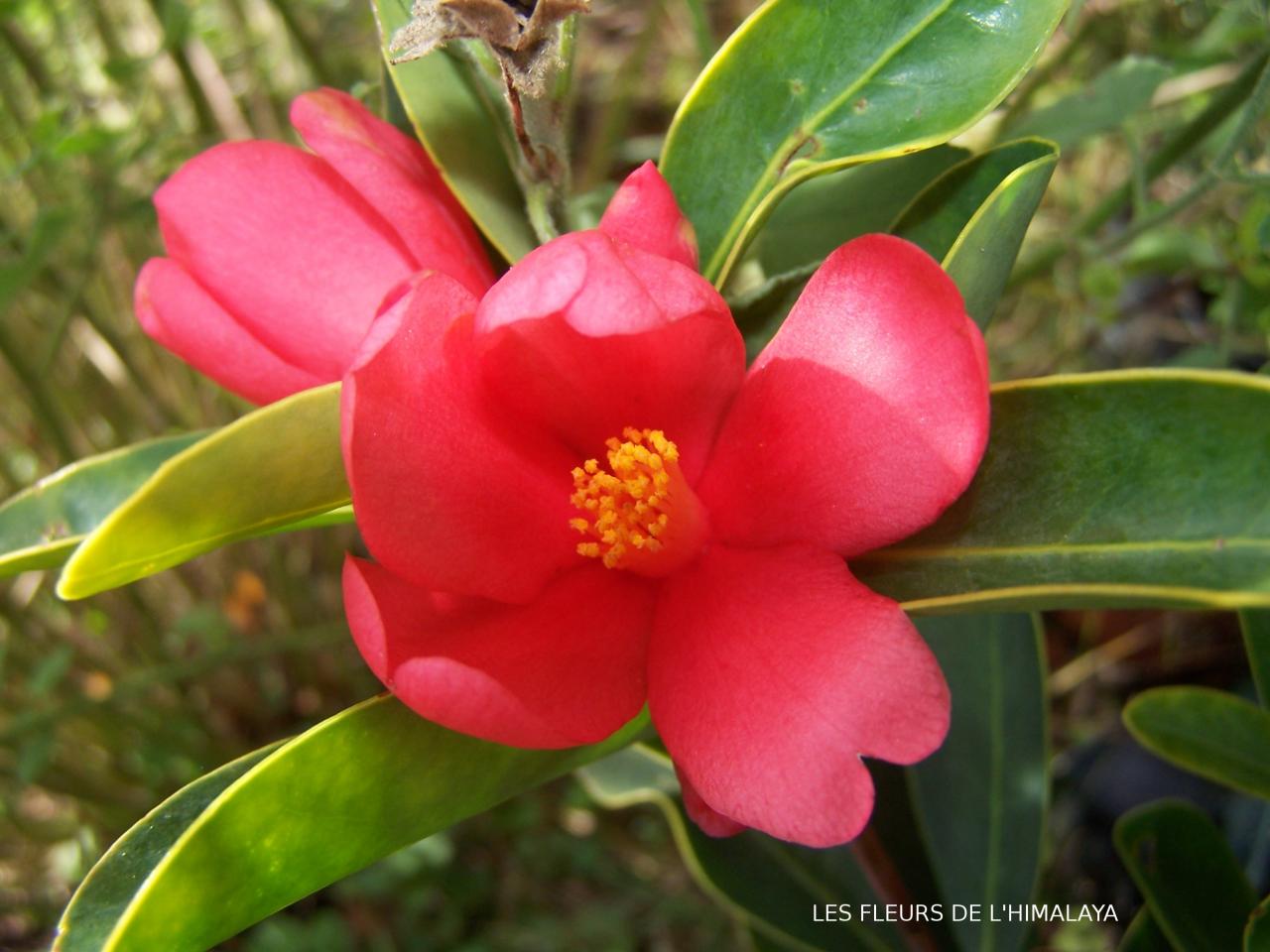 Camellia changii (fleur)