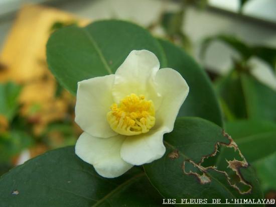 Camellia sp. 'Kissii'