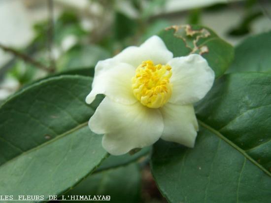 Camellia sp. 'Kissii'