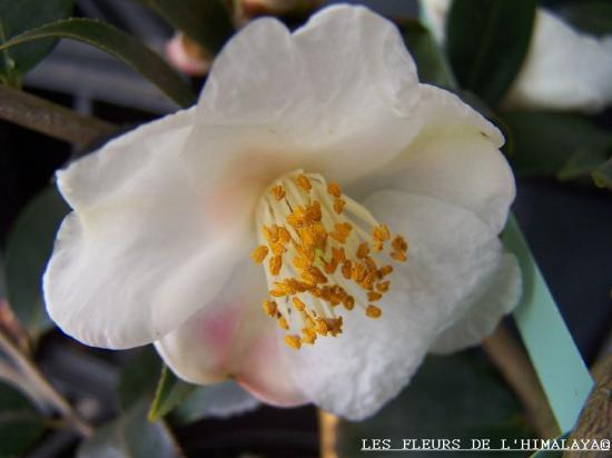 Camellia cuspidata var. grandiflora